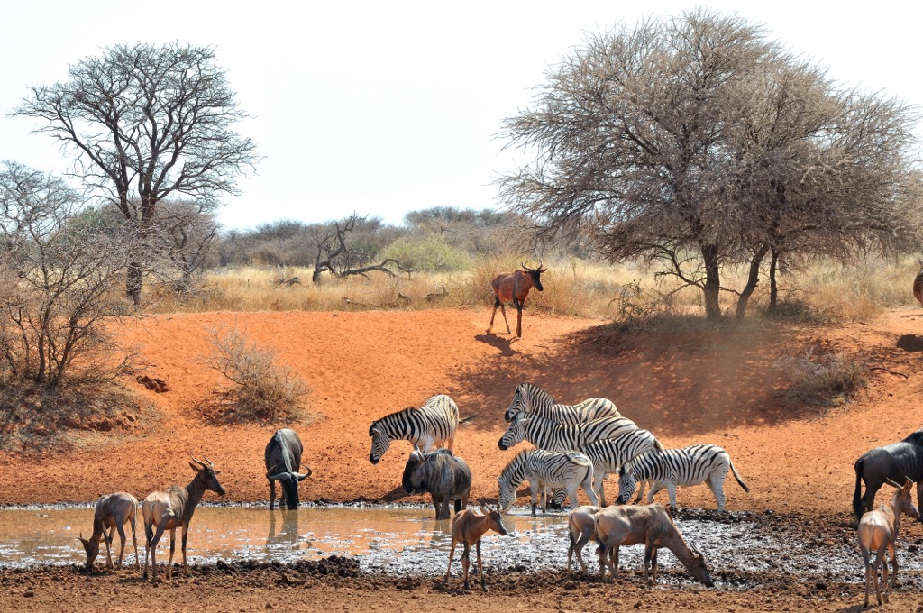 The typical social scene at Haak-en-Steek waterhole in Mokala National Park. Mokala National Park