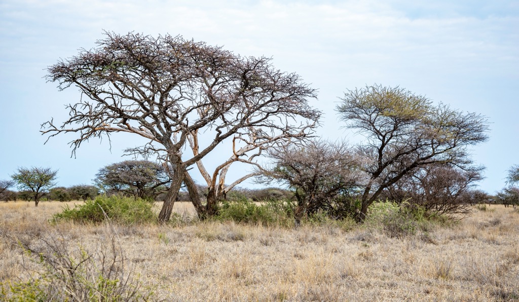 The Camel thorn tree, a defining feature of the Mokala landscape. Mokala National Park