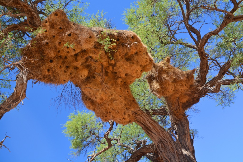 Sociable weaver nests are a fixture of southern Africa, including Mokala National Park. Mokala National Park