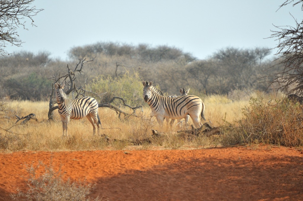 Zebra are frequent visitors at the Haak-en-Steek watering hole. Mokala National Park