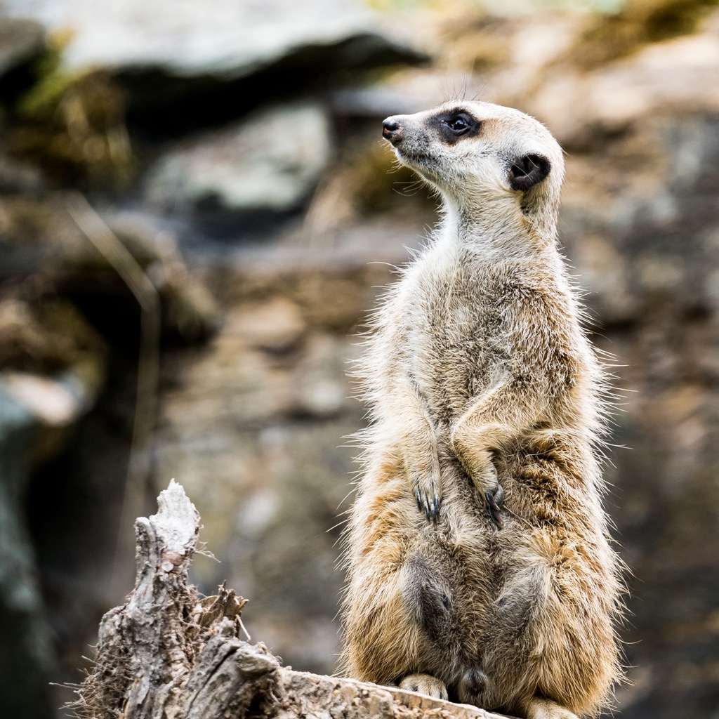 Taiwan mongoose, Xuhai-Guanyinbi Nature Reserve
