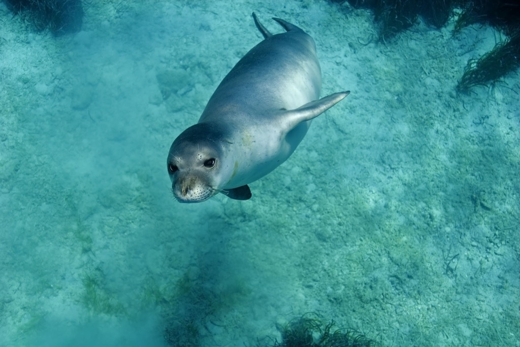 Monk seal, Albania