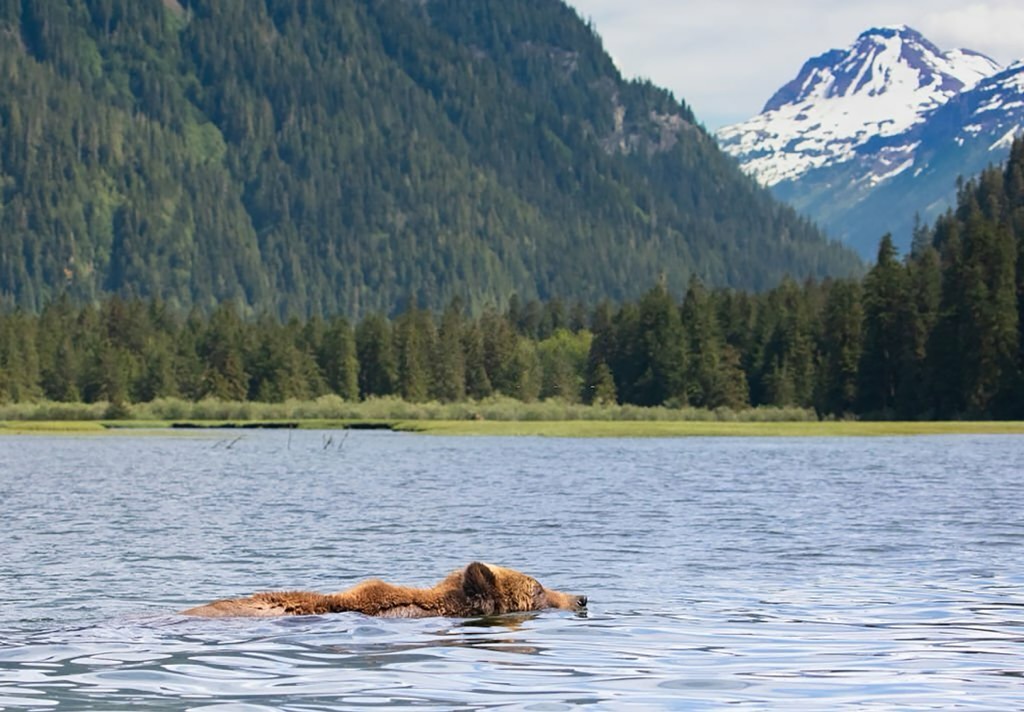 A grizzly bear (Ursus arctos) swims in nearby Khutzeymateen Provincial Park, west of Monkman. Monkman Provincial Park