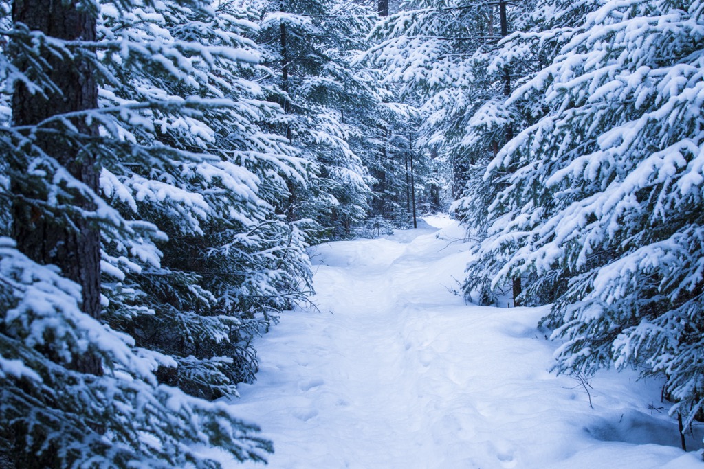 An up track in the National Park. Mont Tremblant Ski Resort 