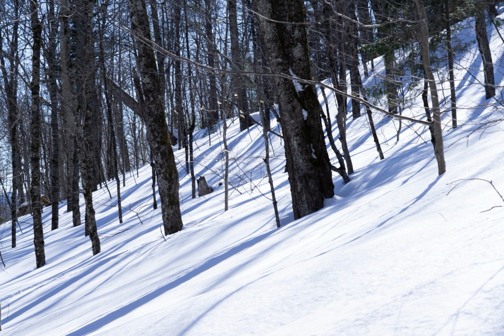 Tree skiing in Mont Tremblant National Park. Mont Tremblant Ski Resort 