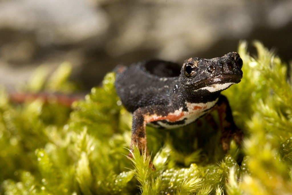 Parco Naturale Regionale dei Monti Simbruini, Italy