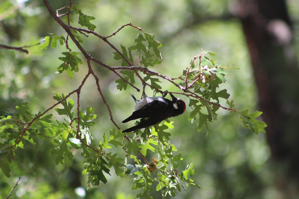 Mount Graham Wilderness Studay Area, Arizona