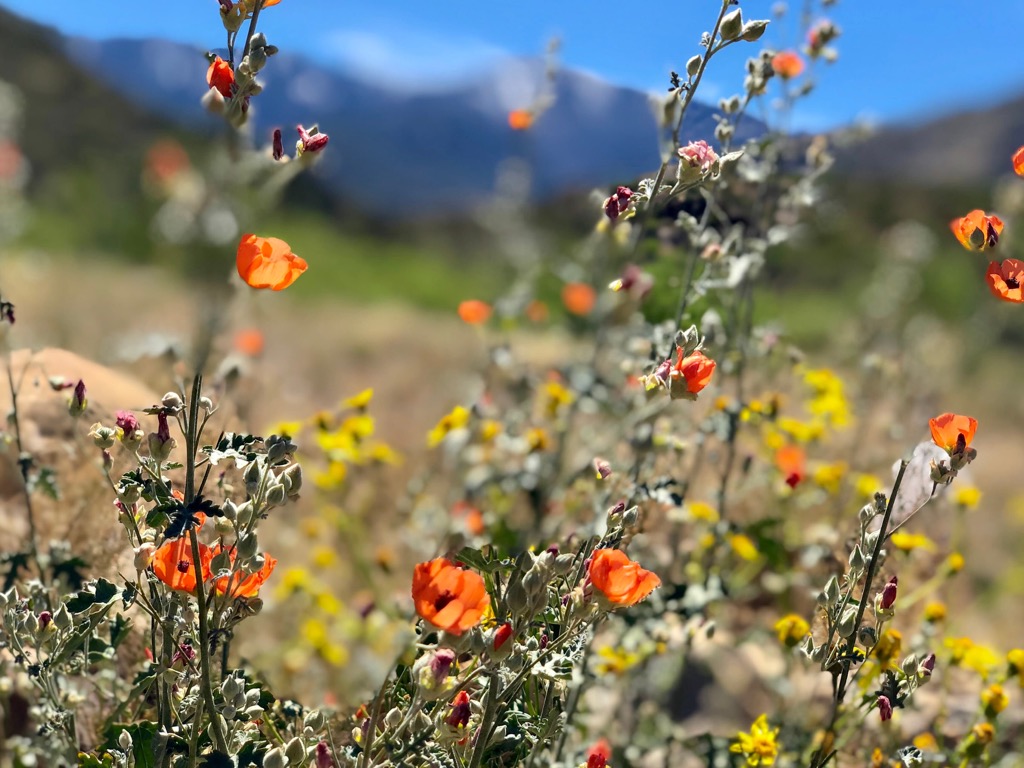 Mount Graham Wilderness Studay Area, Arizona