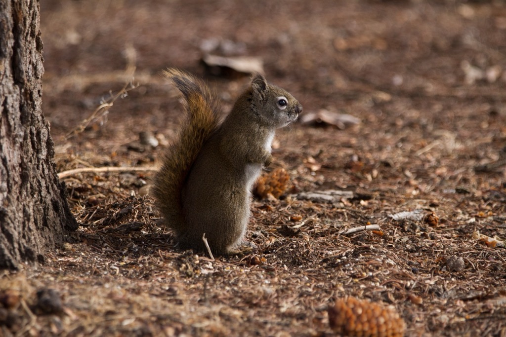 Mount Graham red squirrel, Pinaleno Mountains, Arizona, USA