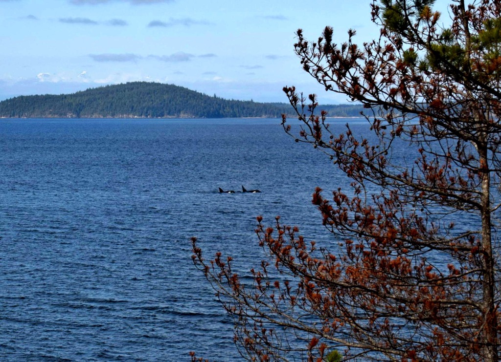 Orca whales breaching right at the start of the SCT. Photo: Sergei Poljak. Mountain Huts