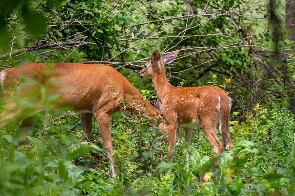 Mountain Lake Wilderness,  Virginia