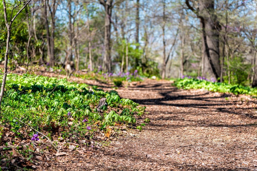 Mountain Lake Wilderness,  Virginia