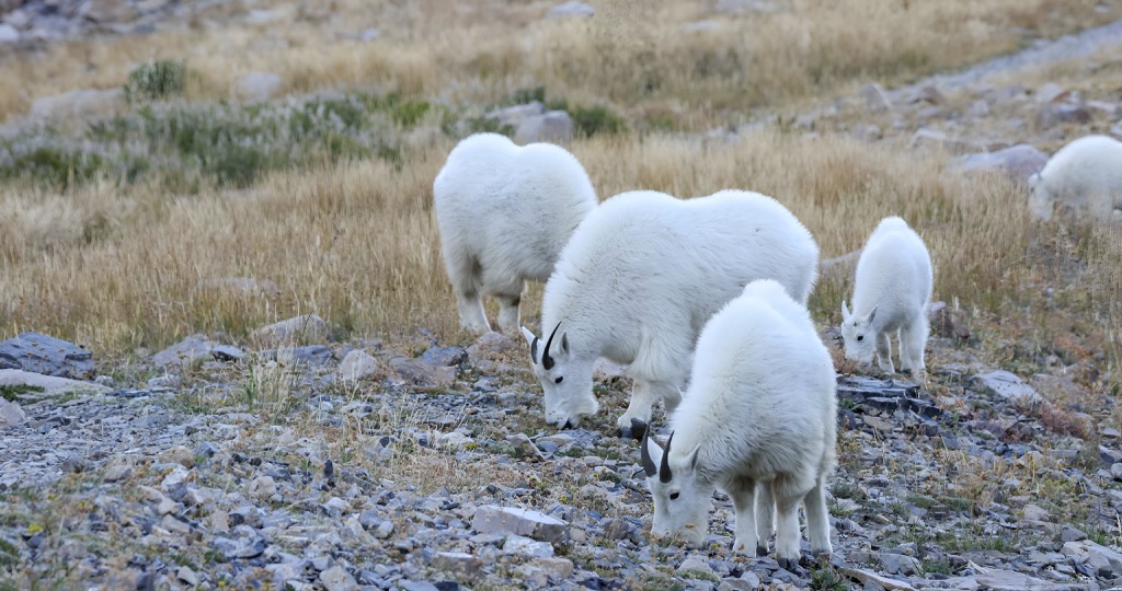 Mountain goats, Whitehorse, Yukon, Canada