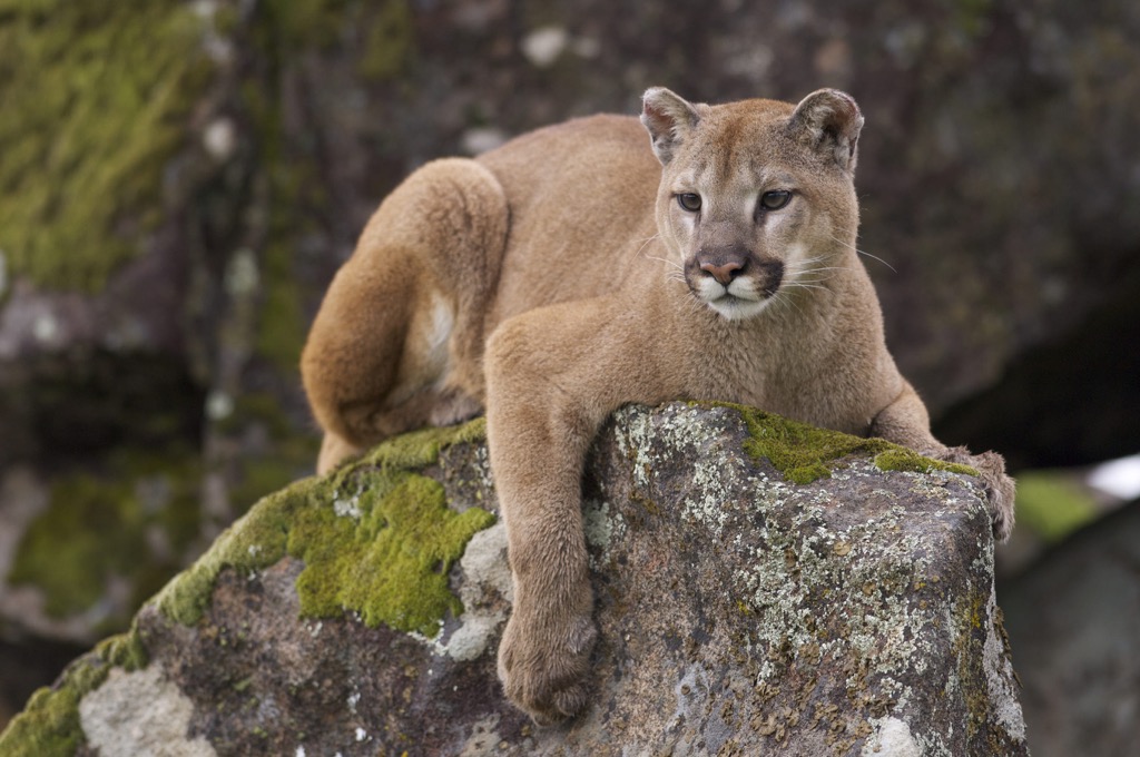 Mountain lion, Guadalupe Mountains, New Mexico, Texas, United States