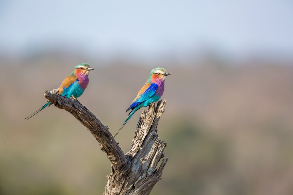 Two Lilac-breasted rollers in Kruger National Park. Mpumalanga