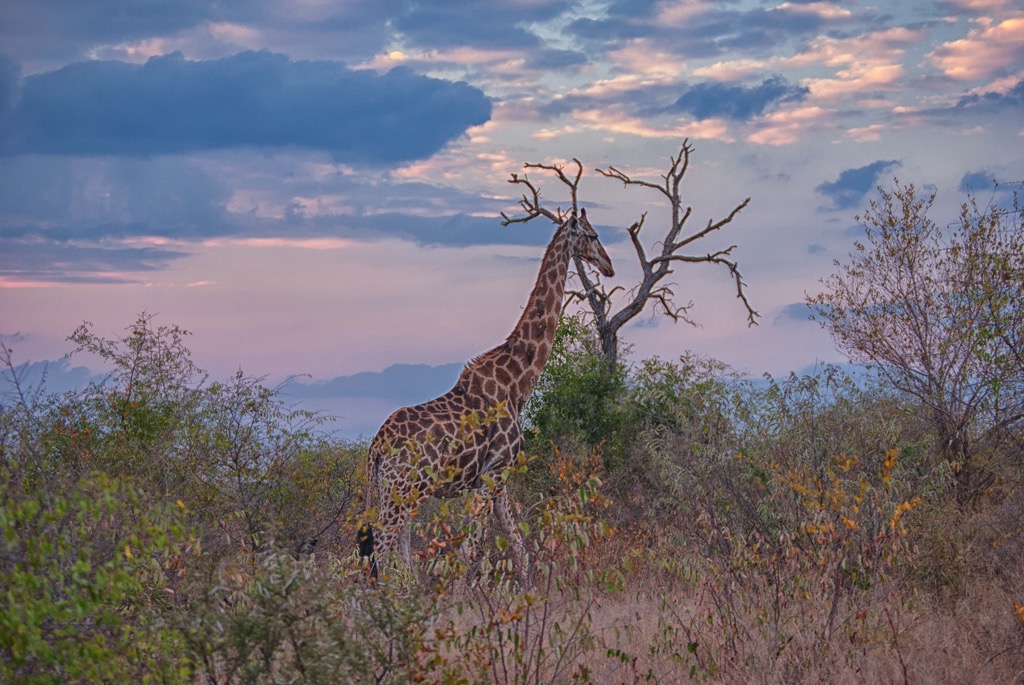 A giraffe in the Mala Mala Game Reserve of Mpumalanga. Mpumalanga