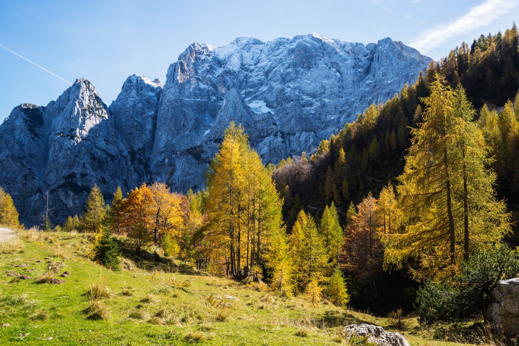 Goldene Lärchen unter dem Prisojnik vom Vršič-Pass aus, Julische Alpen, Slowenien