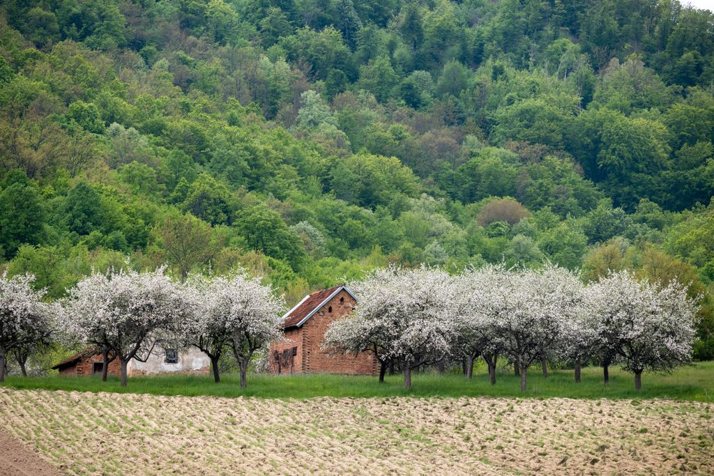 A bucolic farm and apple orchard in the Almăjului Mountains of Romania. Muntii Almajului Locvei