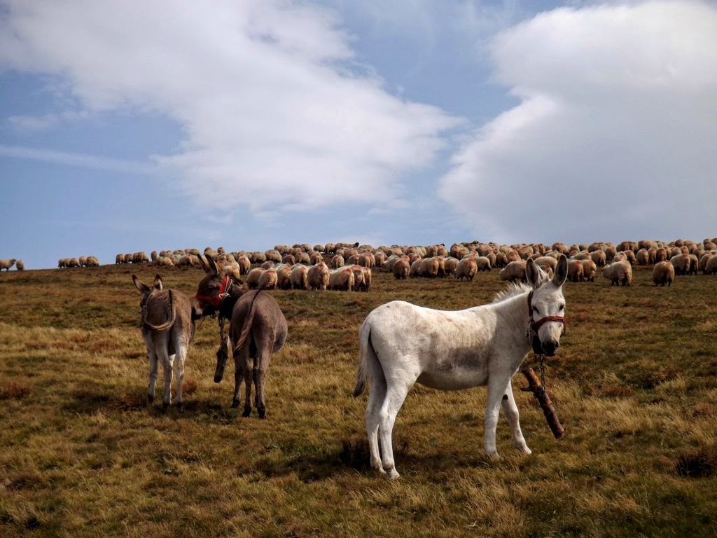 The Țarcu Mountains have traditionally been the “shepherding mountains”. Muntii Tarcu