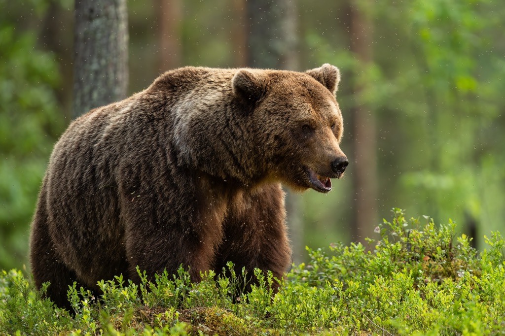 The Carpathians are home to Europe’s largest population of brown bears. Muntii Tarcu