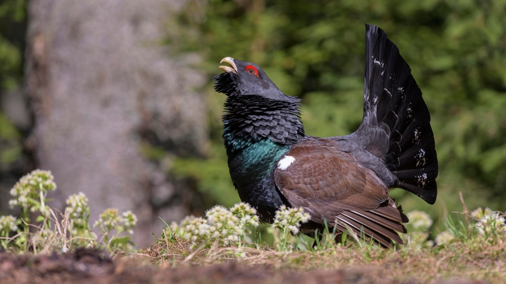 Capercaillies are more common in the untouched forests of Romania than in the densely populated Alps. Muntii Tarcu