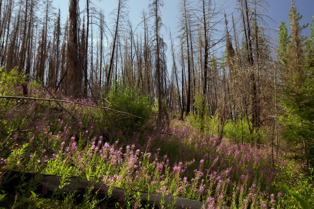 Myra-Bellevue Provincial Park, British Columbia