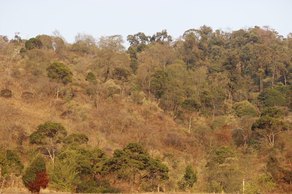 Community forest in Nagaland. Nagaland