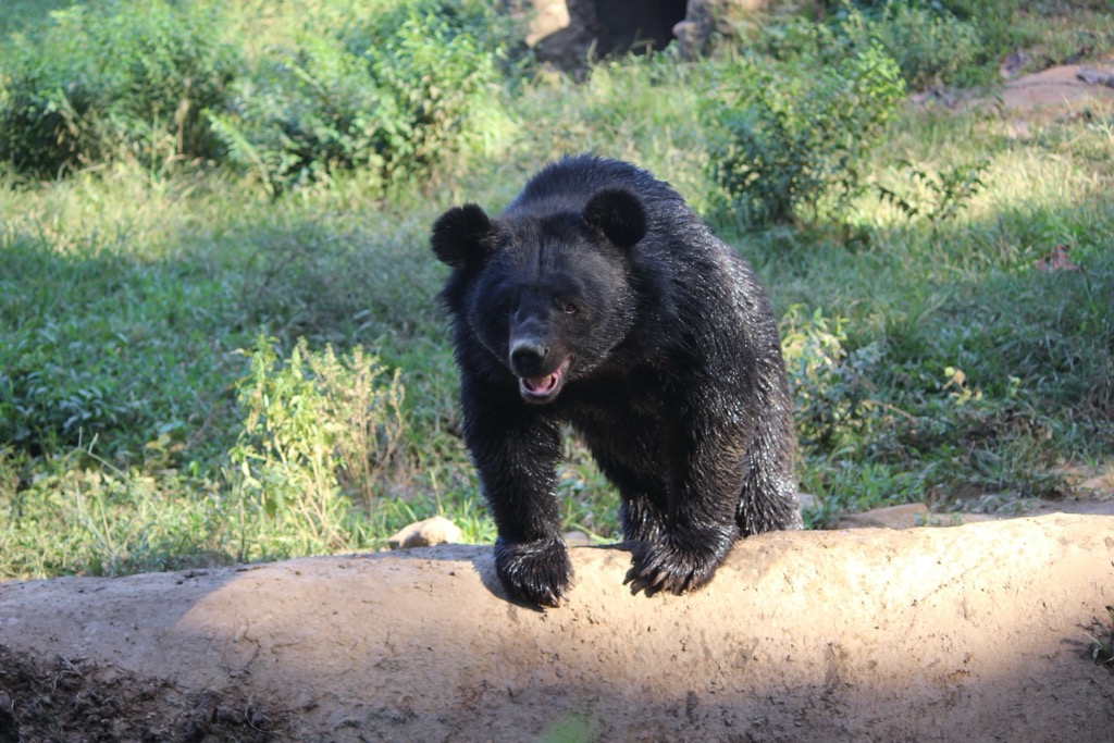An Asiatic black bear in Nagaland. Nagaland