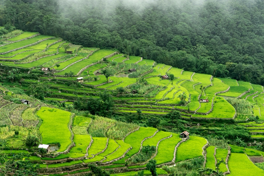 Terraced paddy fields in Khonoma. Nagaland
