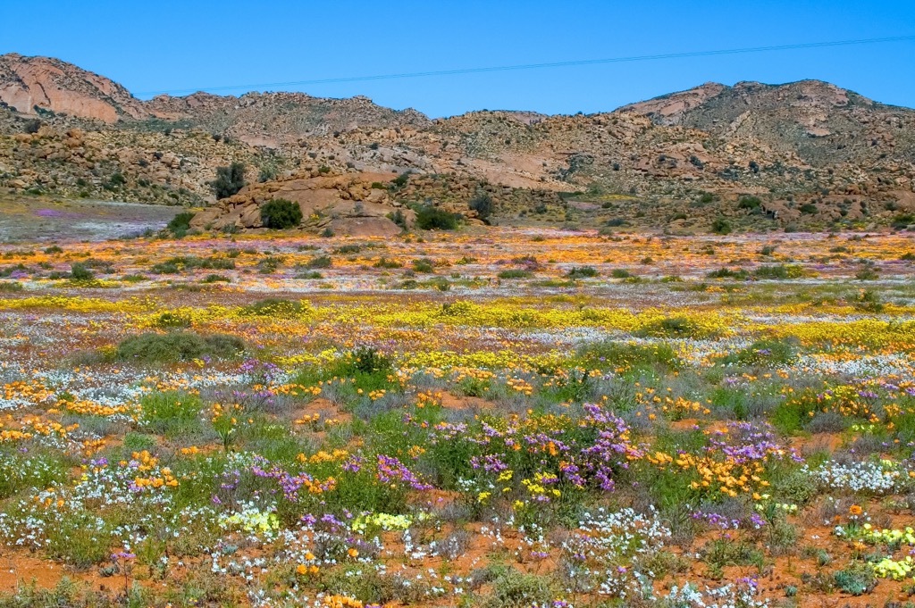 A patina of wildflowers in the Goegap Nature Reserve. Namakwa District Municipality