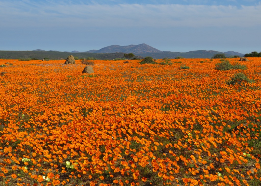 Spring in Namaqualand heralds signature orange wildflowers. Namakwa District Municipality