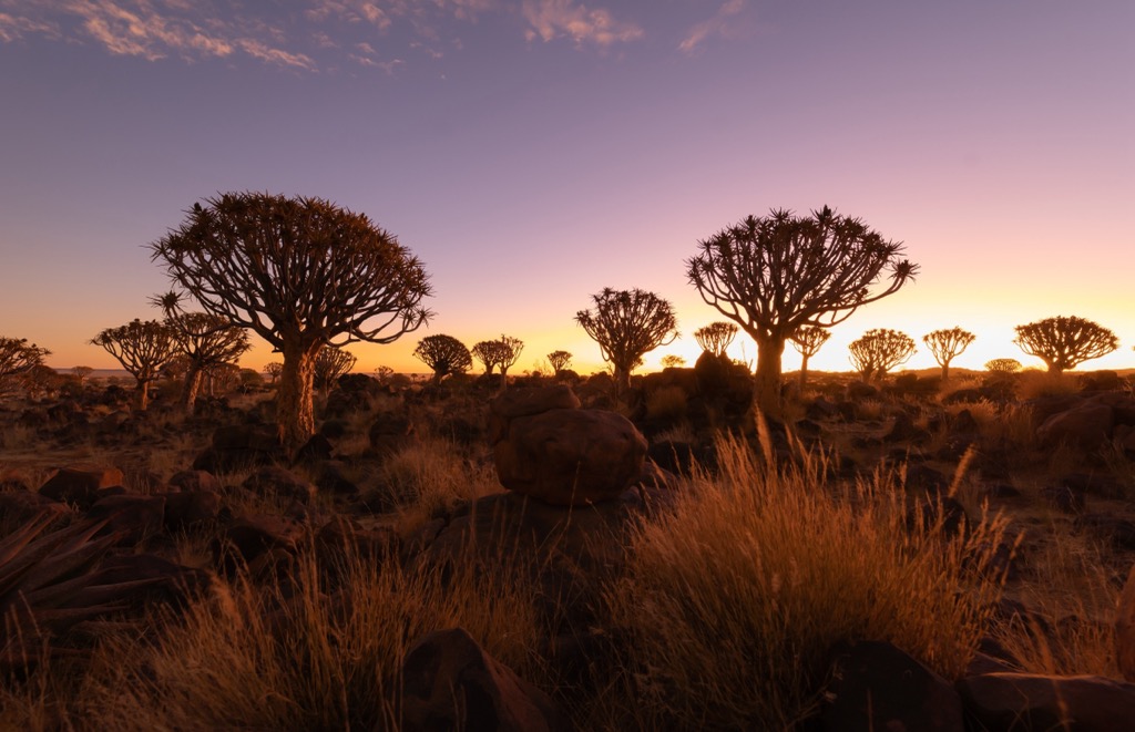 Quiver Trees in the setting sun. Namakwa District Municipality