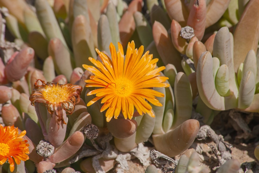 Succulents of the Karoo in Namaqua National Park. Namakwa District Municipality