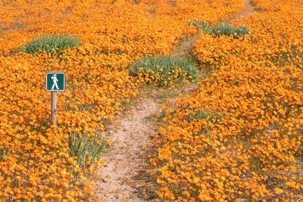 Hiking is the most intimate way to experience the Namaqua’s wildflowers. Namakwa District Municipality