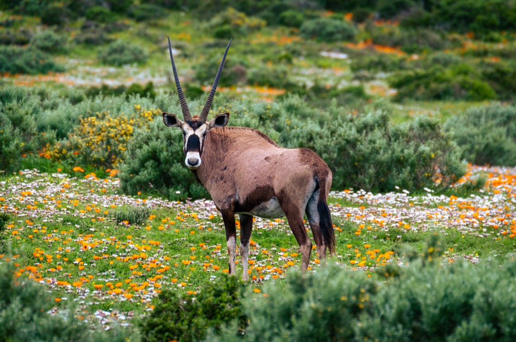 The end of winter is the most verdant time of year in Namaqua. Here, an Oryx, or Gemsbok, eyes the camera amongst abundant food sources. Namaqua NP