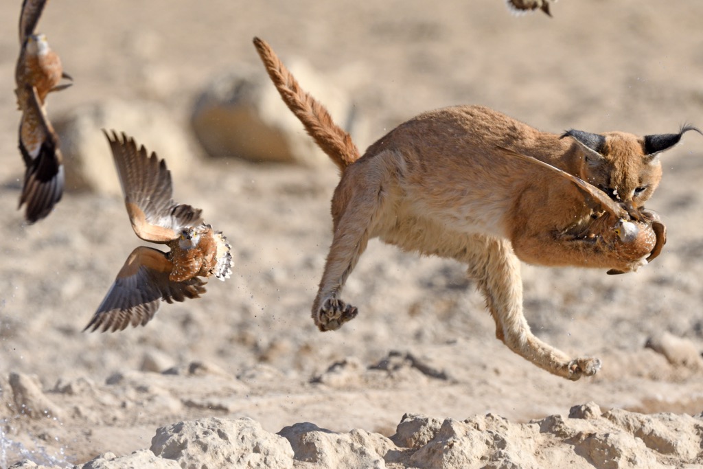 A caracal catching a sand grouse. Namaqua NP