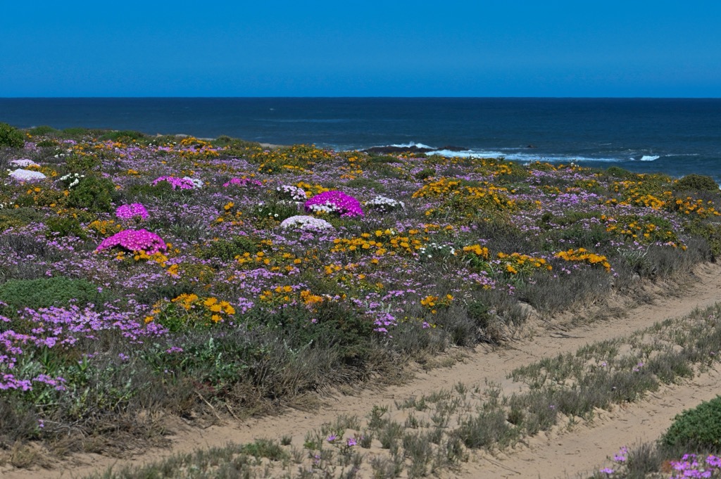 Coastal sandveld wildflowers in bloom. Namaqua NP