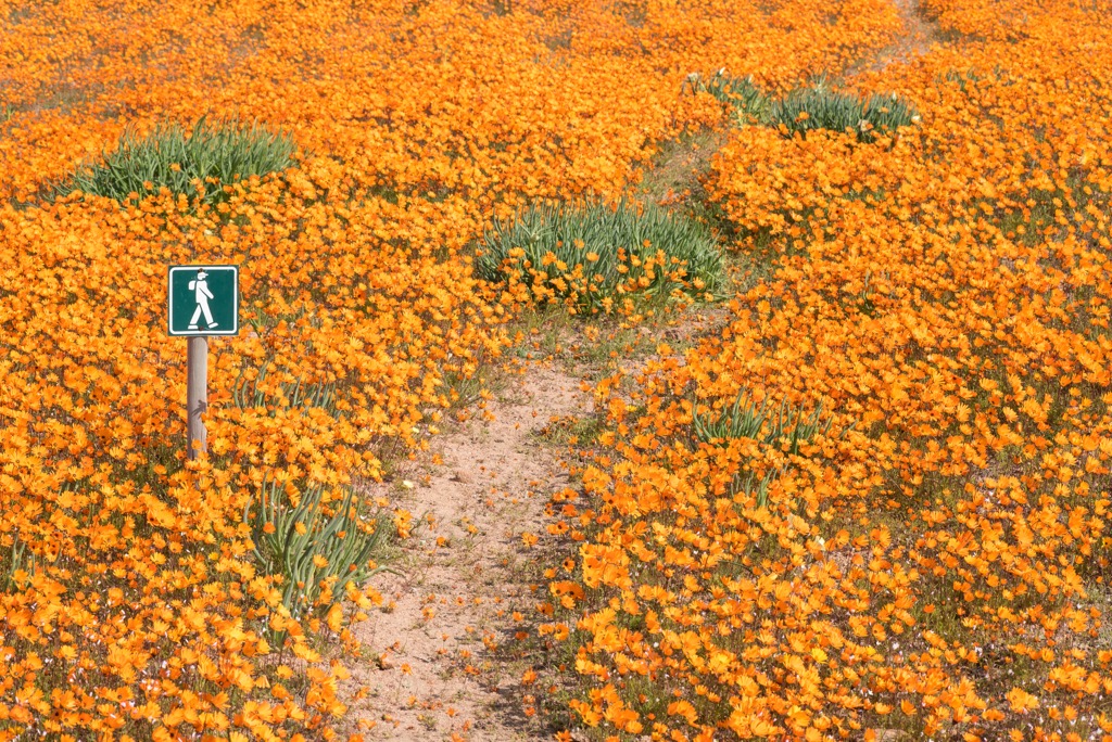 Hiking is the most intimate way to experience the Namaqua’s wildflowers. Namaqua NP