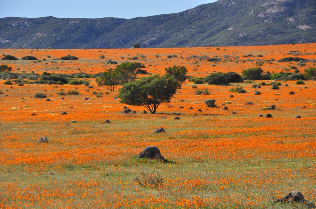 Flowers in bloom in the Skilpad district of Namaqua National Park. Namaqua NP