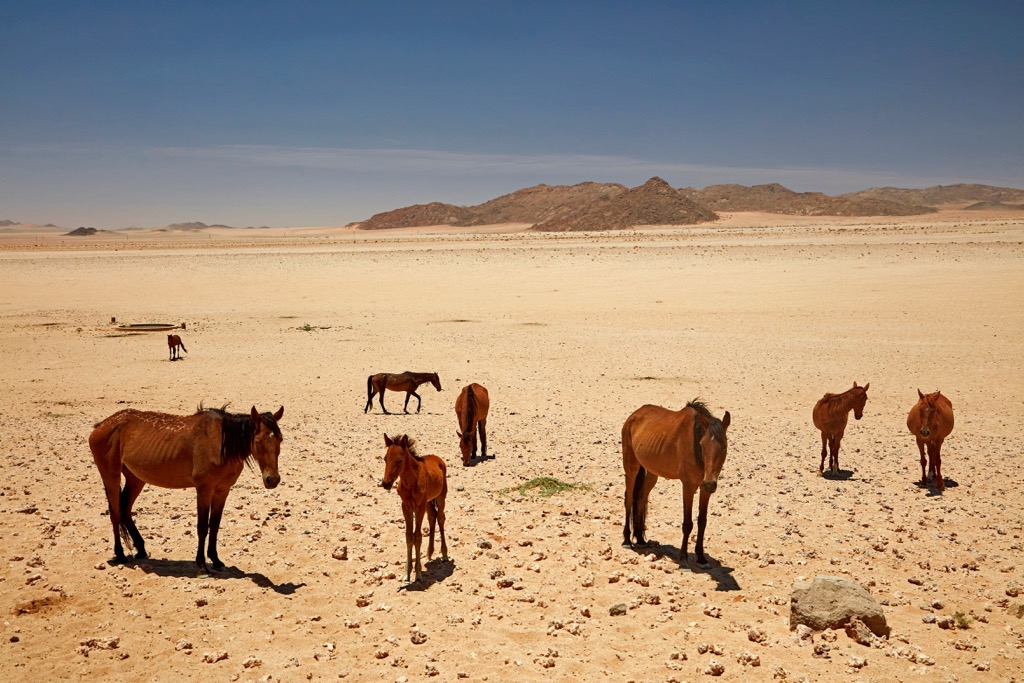 Namib-Naukluft National Park, Namibia