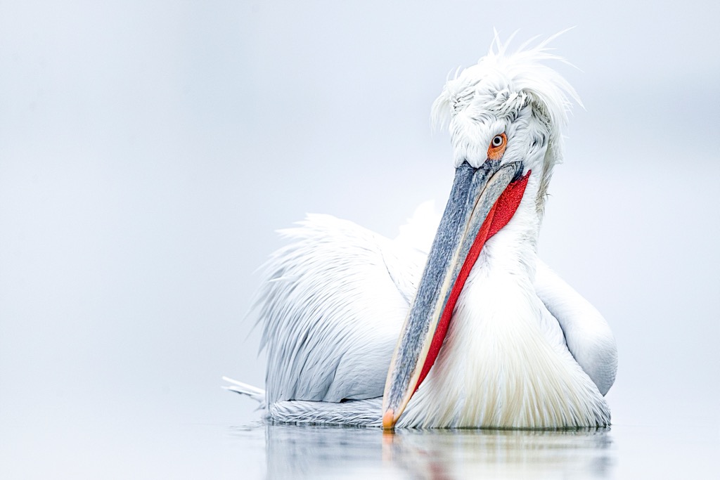 Despite their massive range throughout the Eurasian continent, Dalmatian Pelicans are listed as ‘Near Threatened’ by the IUCN, primarily due to habitat loss and poaching. National Park Galichica