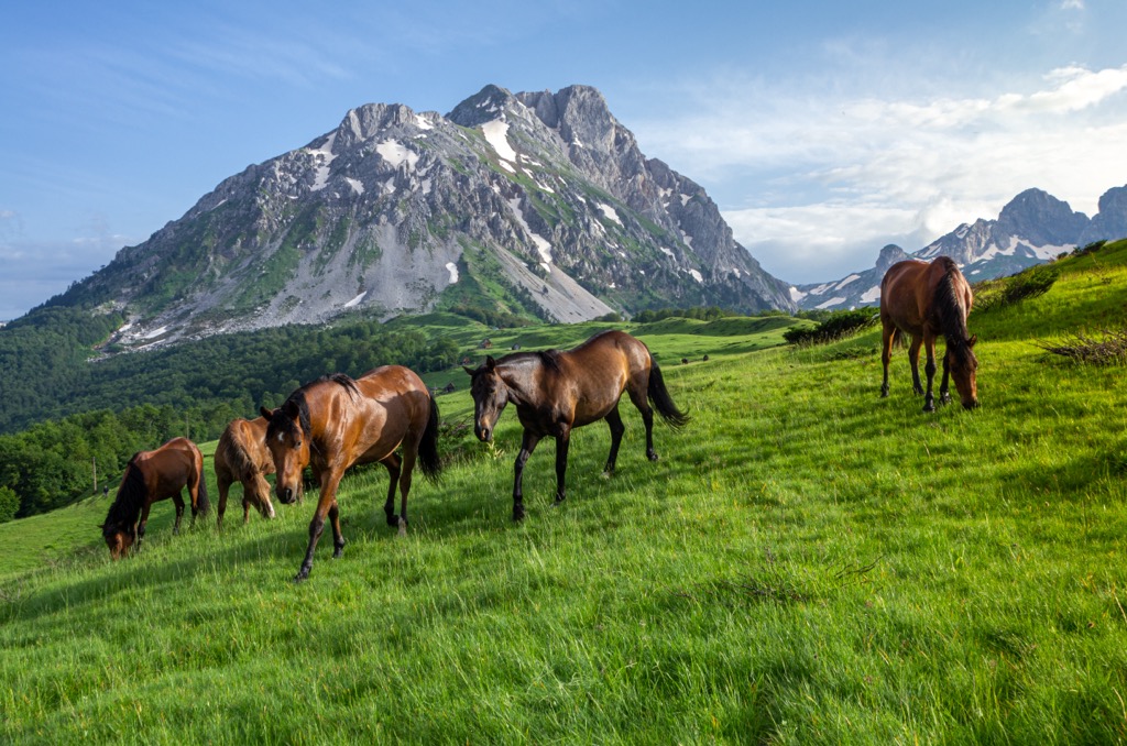 horses on the mountain