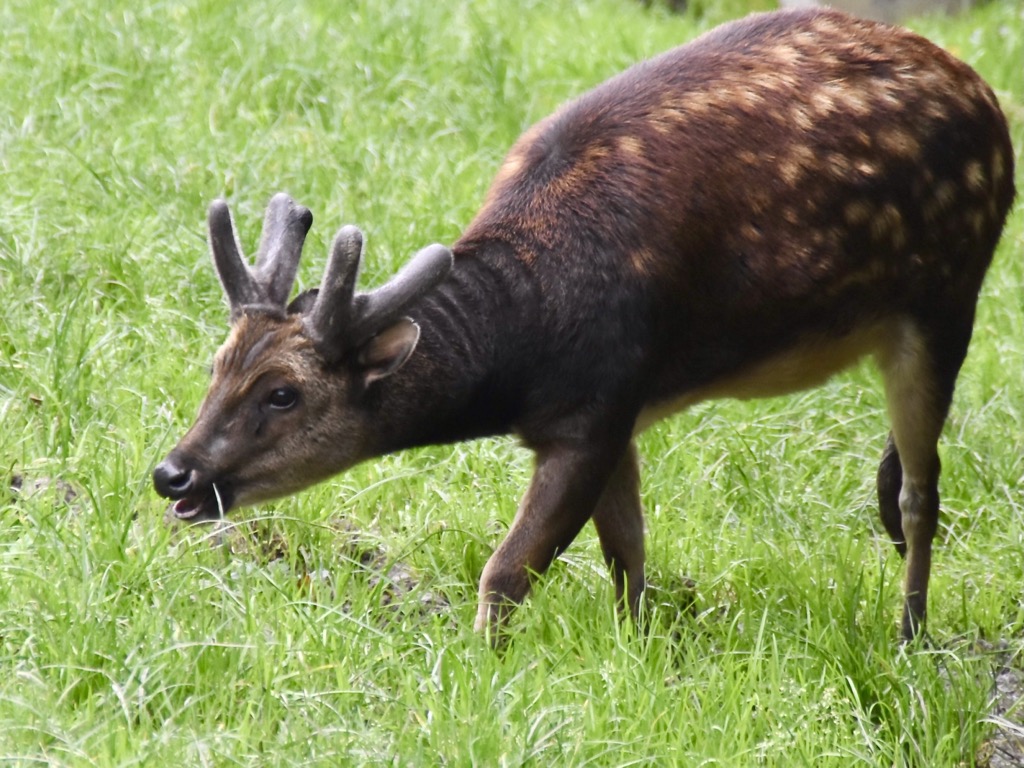 Visayan spotted deer are the smallest endemic deer species. Negros Occidental