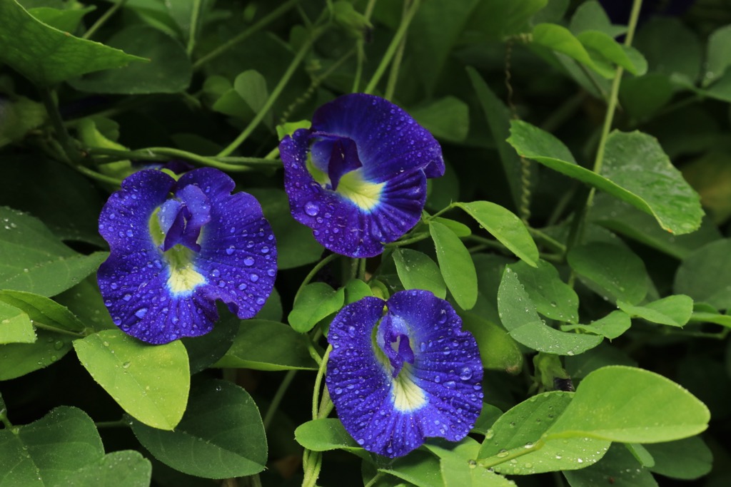 Butterfly pea flower tea is popular across Southeast Asia. Negros Occidental