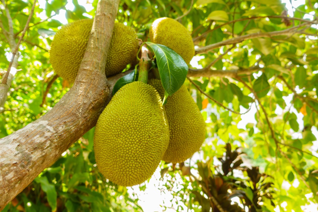 Many tropical fruit trees grow wild across Negros Occidental, including jackfruit. Negros Occidental