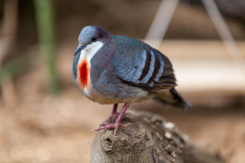 Bleeding heart doves, named for their unique plumage, are endemic to the Philippines. Negros Occidental