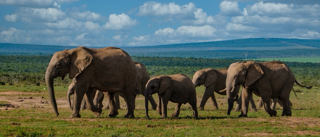 A family of elephants at Addo Elephant National Park. Nelson Mandela Bay
