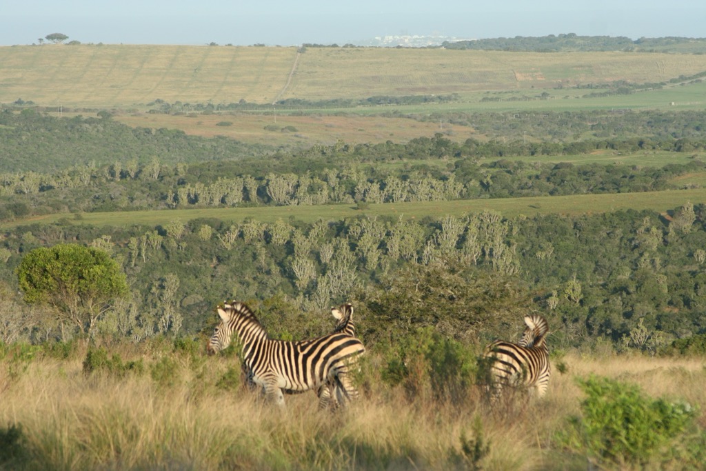 Zebra in the Kariega Game Reserve. Nelson Mandela Bay