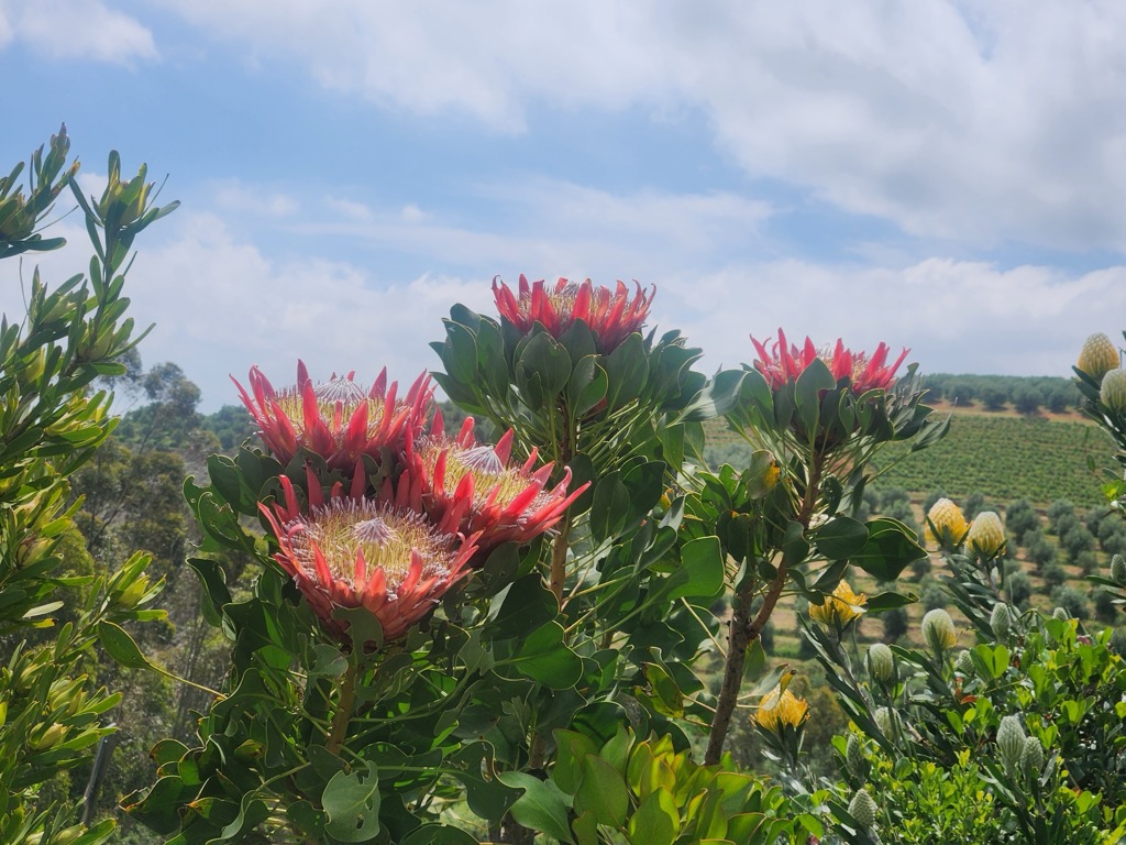 Proteas are one of hundreds of plant families that define the Cape Floral Kingdom. The area is one of Earth’s most biodiverse, with over 9,000 endemic plant species. Nelson Mandela Bay