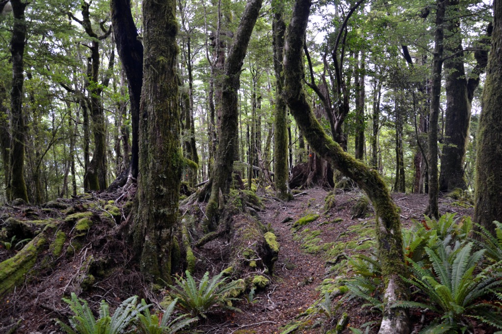 Mount Richmond Forest Park, Nelson, New Zealand